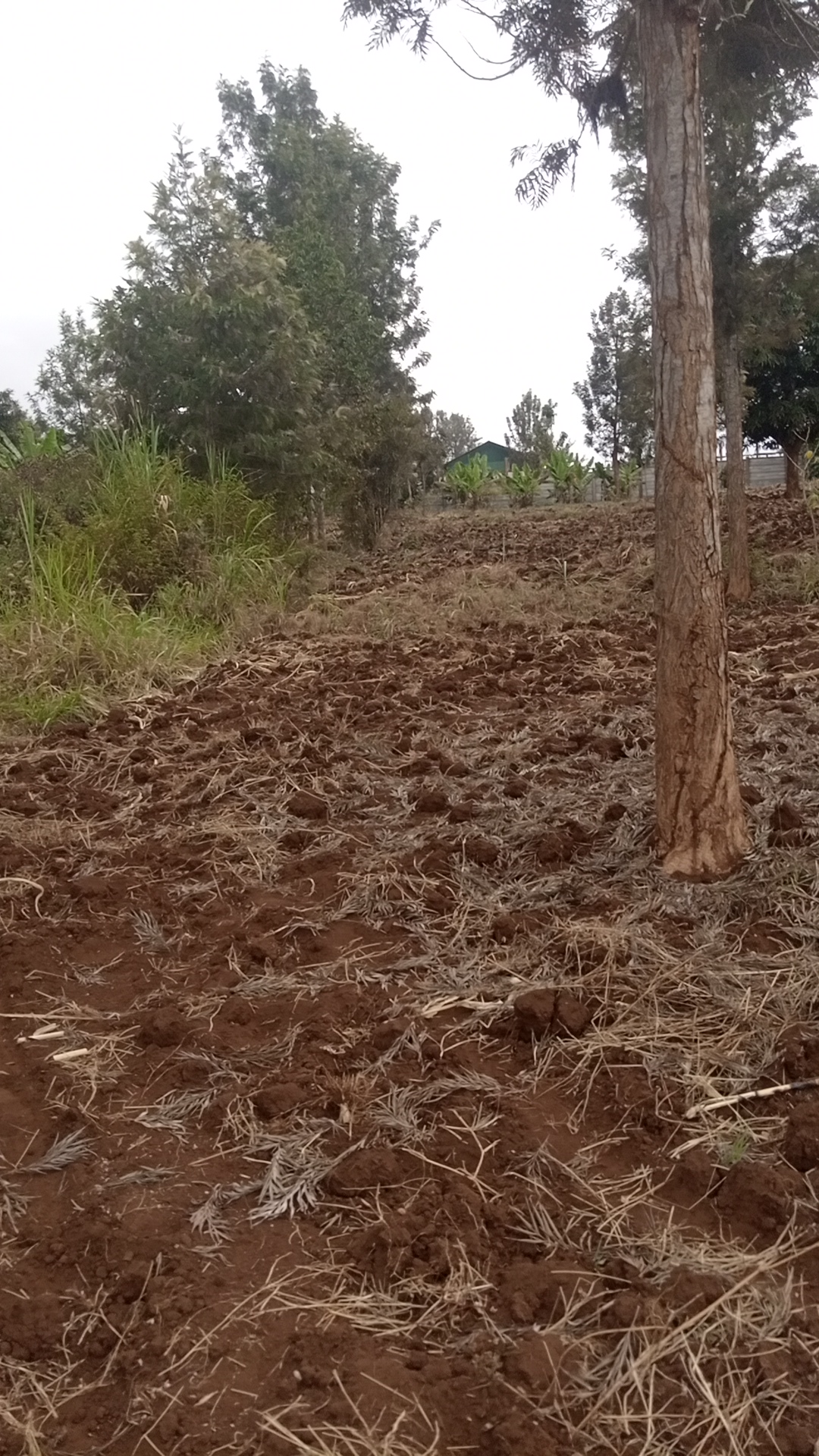 1¼ acre land in Kimorori, Kimorori, Kenya - Photo 11