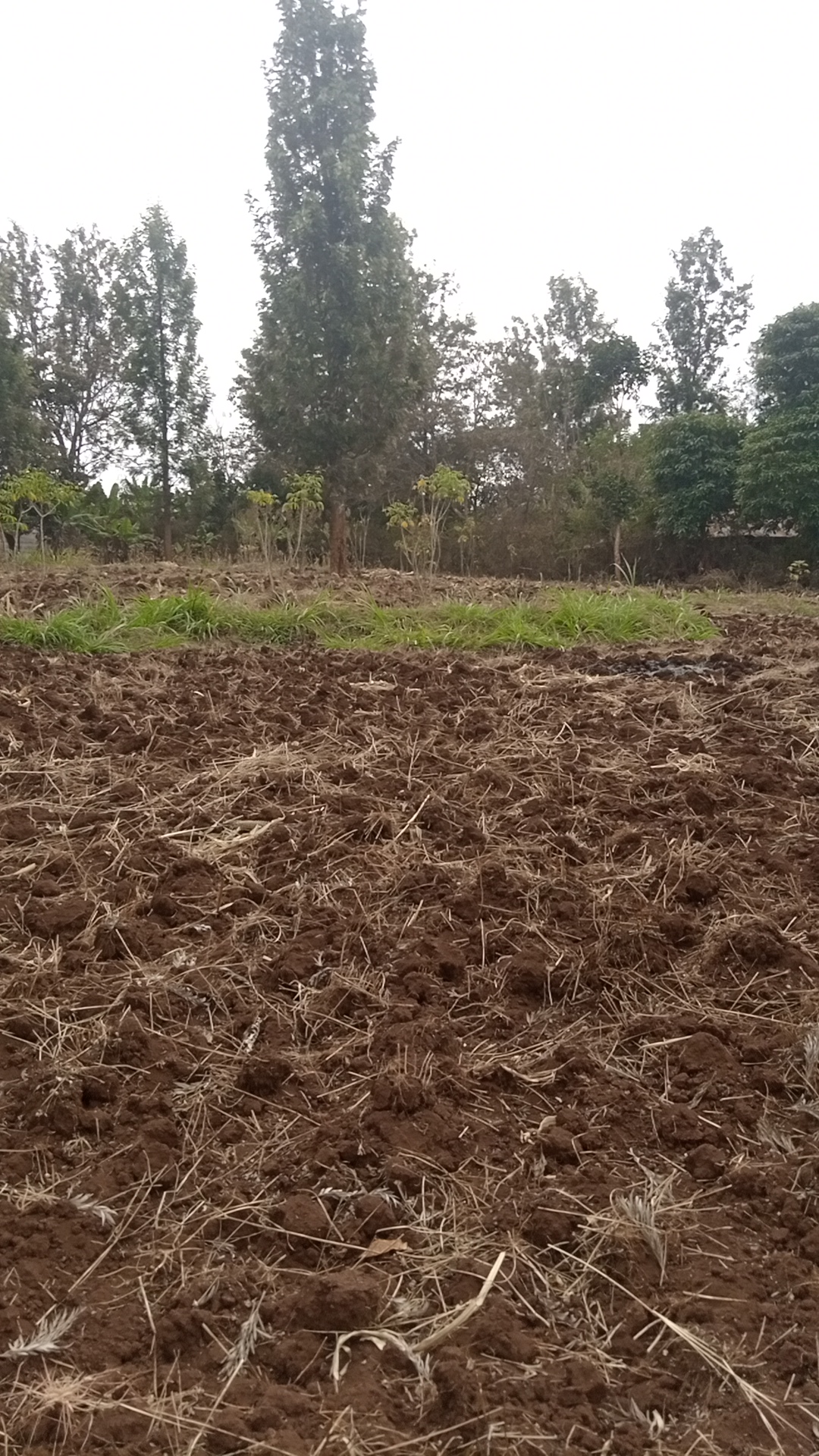 1¼ acre land in Kimorori, Kimorori, Kenya - Photo 7