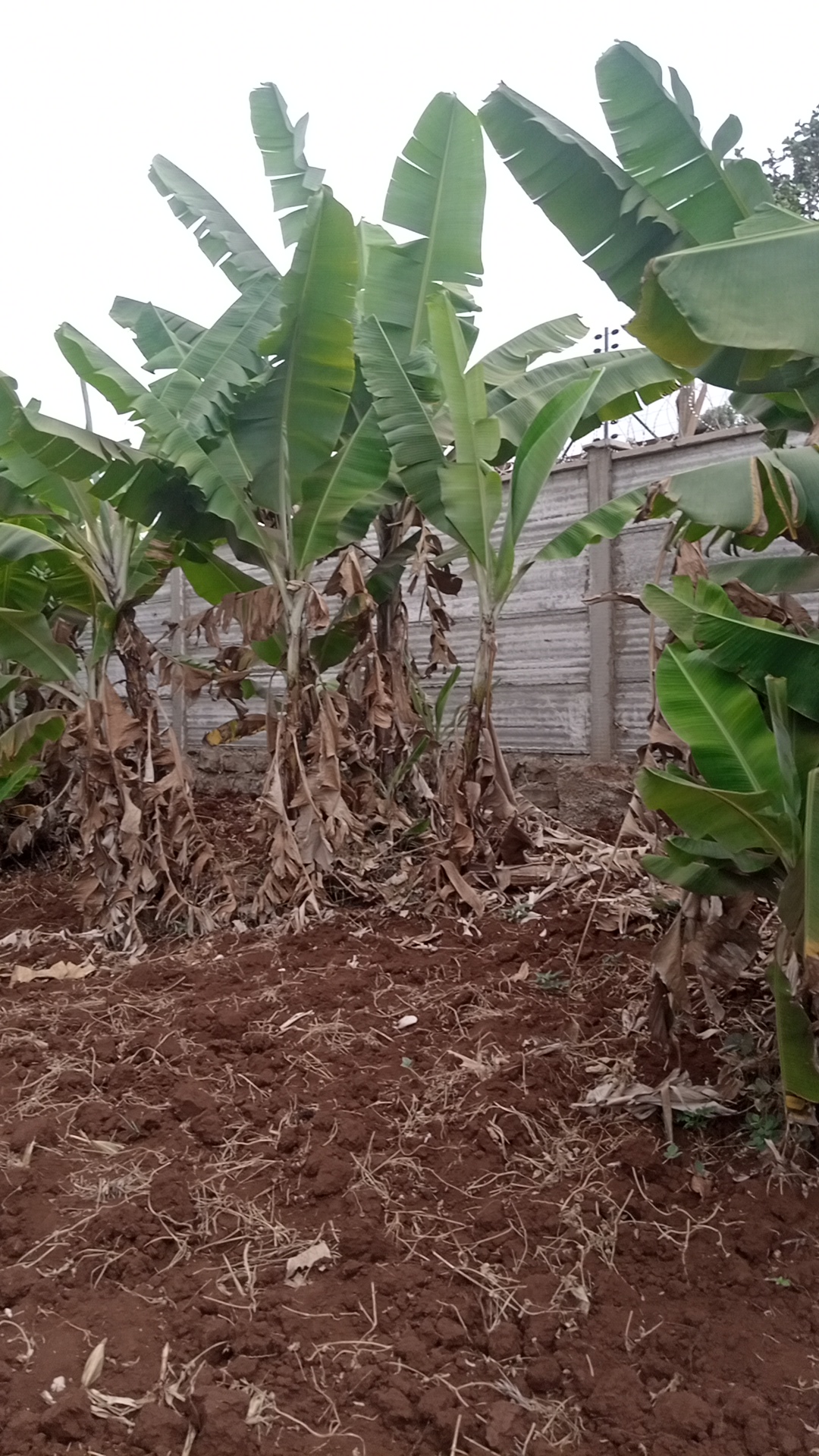 1¼ acre land in Kimorori, Kimorori, Kenya - Photo 4