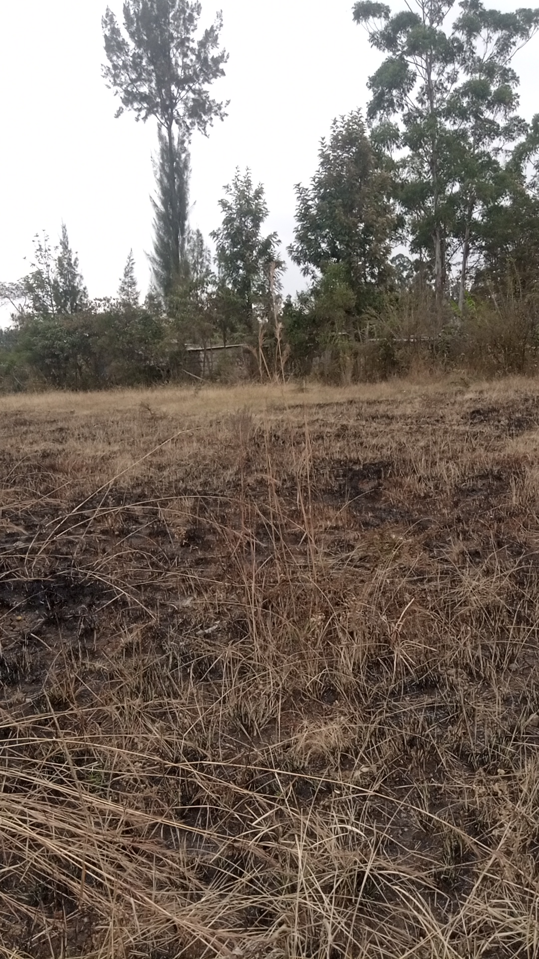 Half acre land at Kshs 11 Million in Kenol town, Karurumo, Kenya - Photo 7