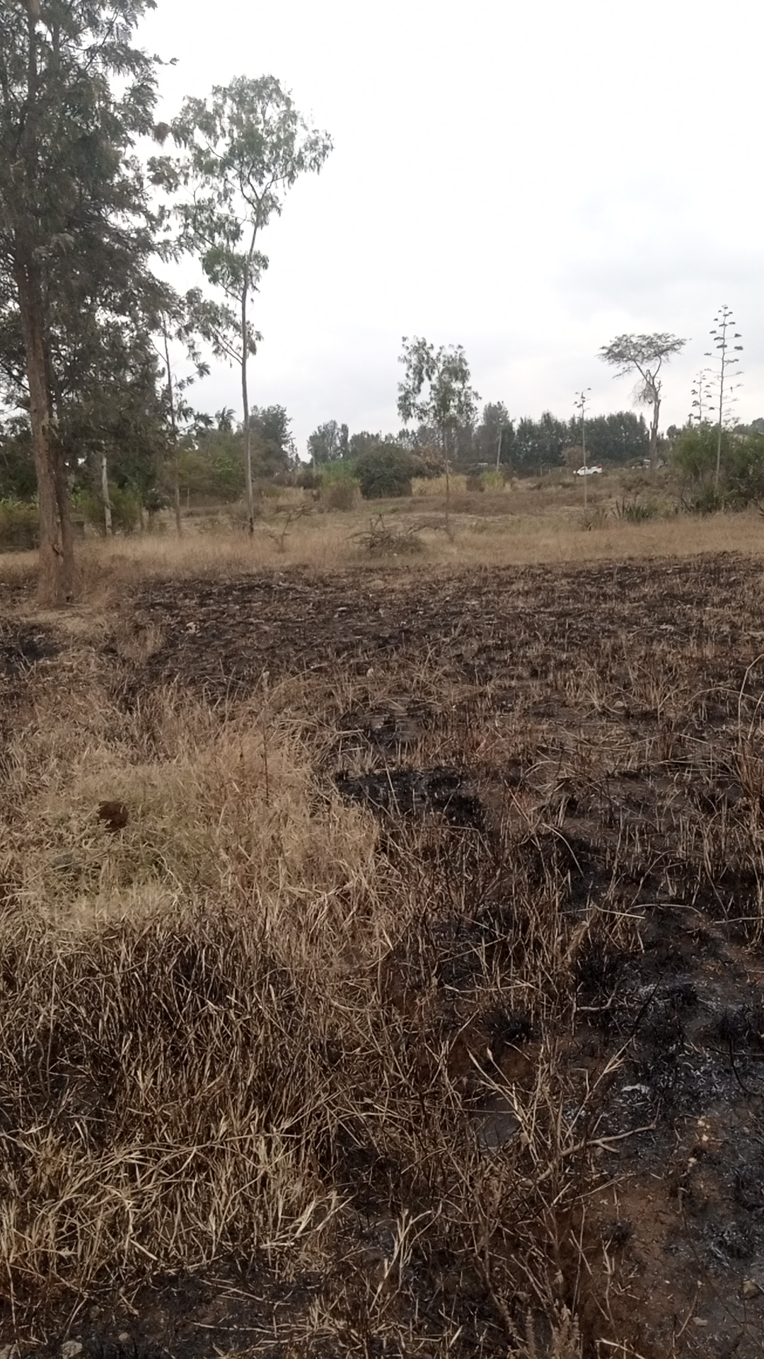 Half acre land at Kshs 11 Million in Kenol town, Karurumo, Kenya - Photo 9