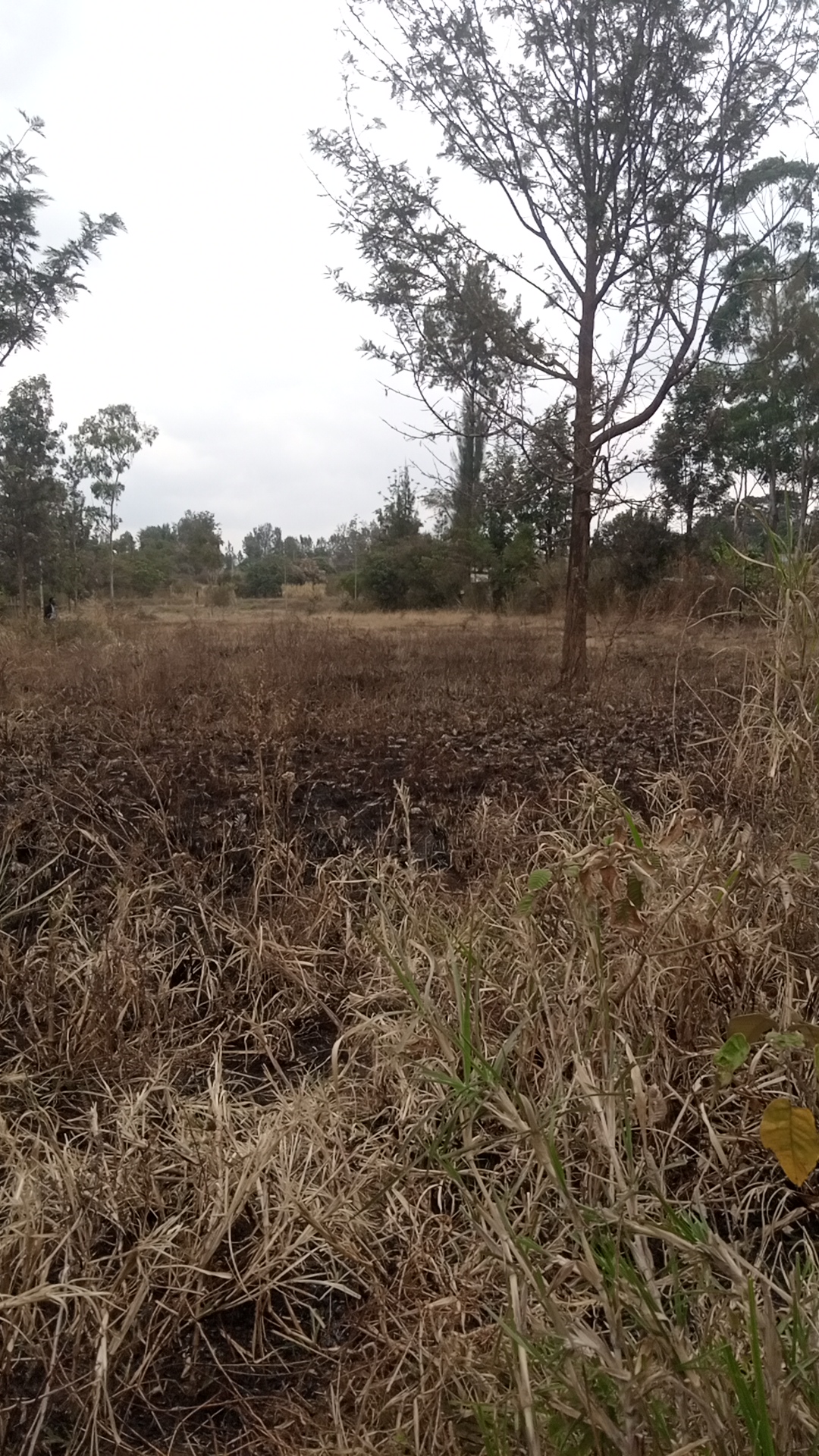 Half acre land at Kshs 11 Million in Kenol town, Karurumo, Kenya - Photo 3