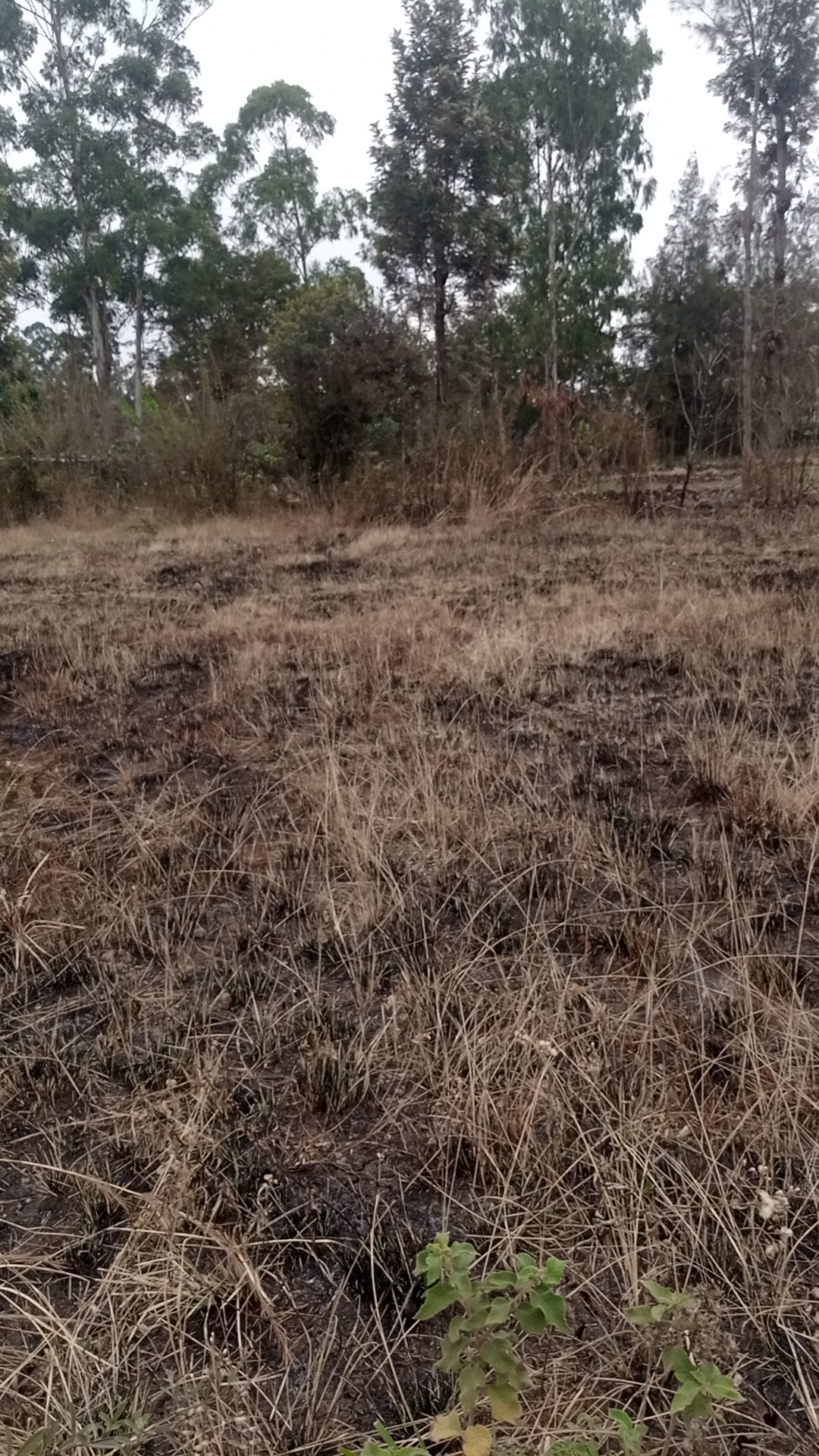 Half acre land at Kshs 11 Million in Kenol town, Karurumo, Kenya - Photo 6