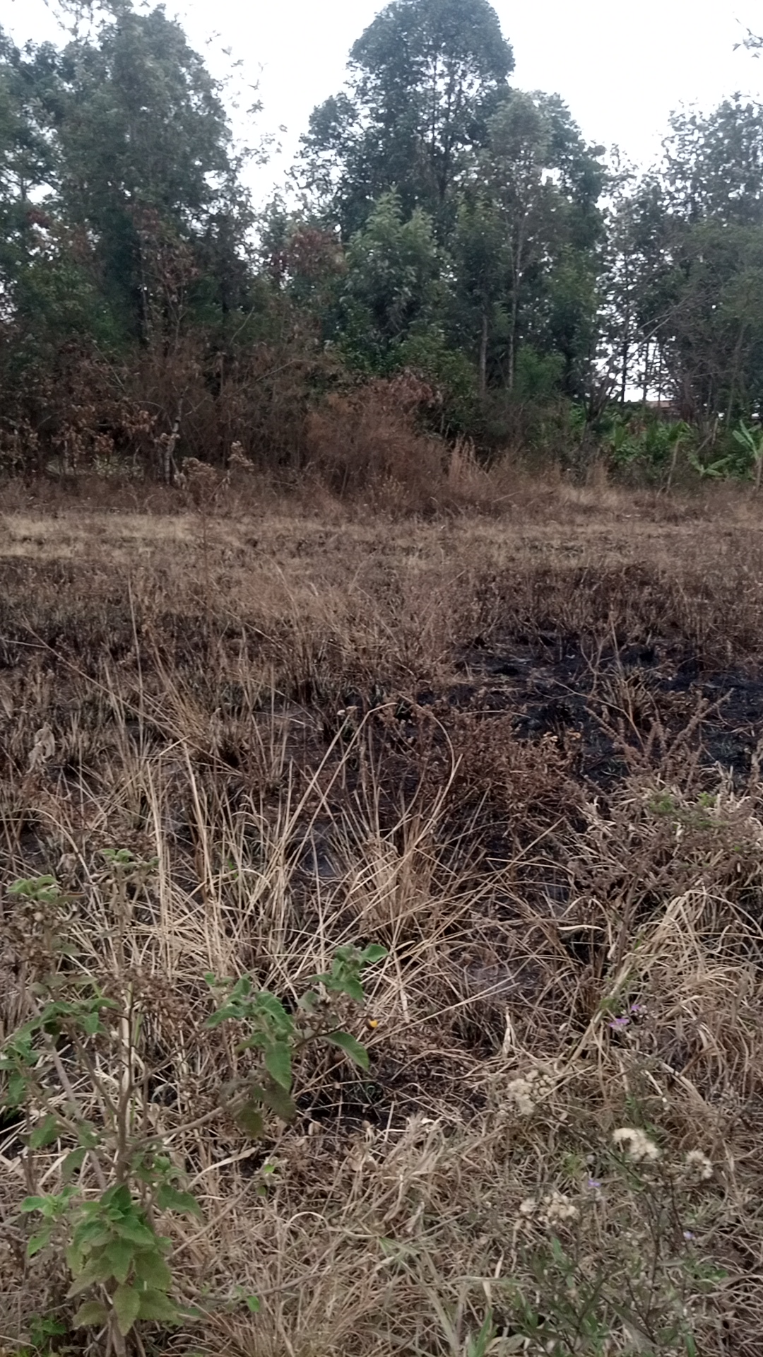 Half acre land at Kshs 11 Million in Kenol town, Karurumo, Kenya - Photo 5