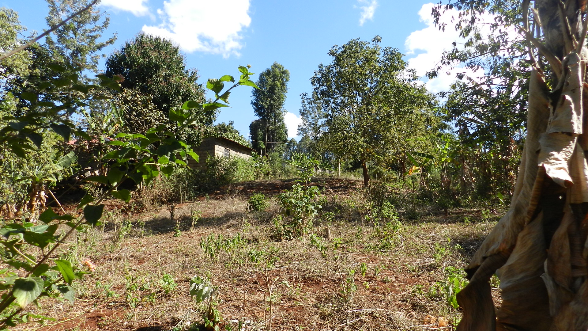 Quater Acre in Gitura Kenol in Gitura, Kagundu-Ini, Kenya