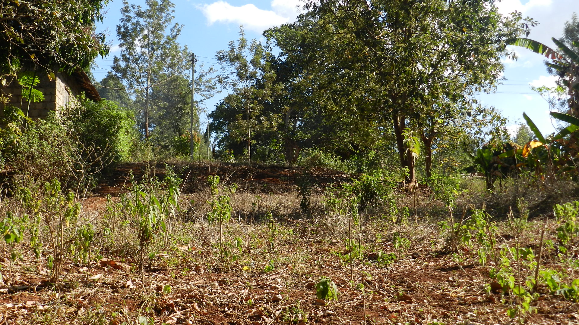 Quater Acre in Gitura Kenol in Gitura, Kagundu-Ini, Kenya - Photo 2